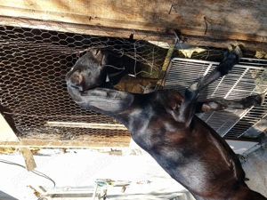 Ieduta anglo nubiana 