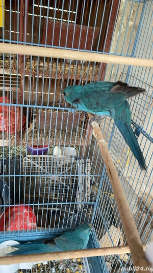 vând papagali kakariki(capre) albaștri - imagine 4