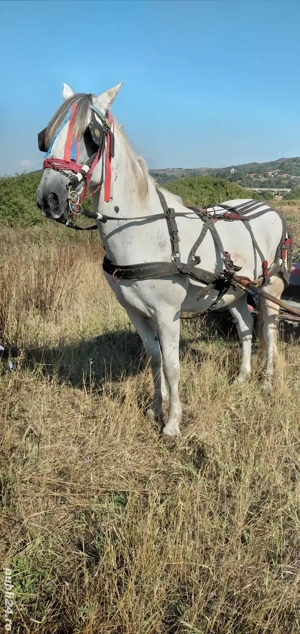 cal castrat de vânzare  - imagine 2 cal castrat de vânzare  - imagine 2