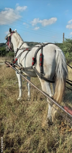 cal castrat de vânzare 