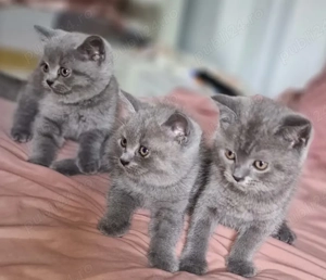 British Shorthair blue