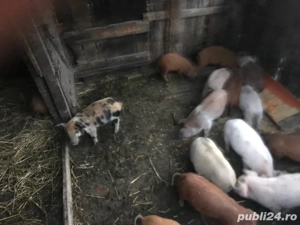 purcei de vînzare 10 bucăți negociabil - imagine 2