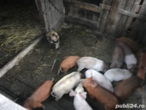 purcei de vînzare 10 bucăți negociabil