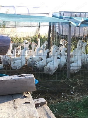 Vând 30 gâște, din luna aprilie