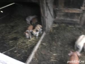 purcei de vînzare 10 bucăți negociabil - imagine 3