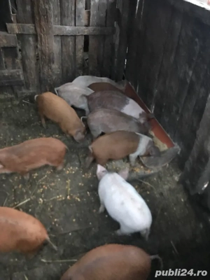 purcei de vînzare 10 bucăți negociabil - imagine 4