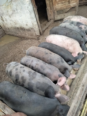 Godini de vânzare  - imagine 3 Godini de vânzare  - imagine 3