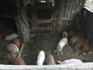 purcei de vînzare 10 bucăți negociabil - imagine 5