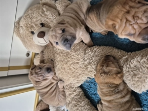 shar pei drăgălași  - imagine 5 shar pei drăgălași  - imagine 5