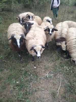 Mieluțe de vânzare forte frumoase 