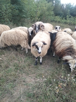 Milute de vânzare  - imagine 4