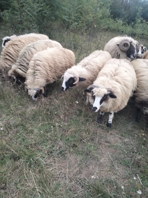 Milute de vânzare  - imagine 2