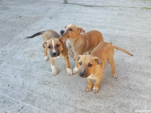 Vând căței amstaff - imagine 2 Vând căței amstaff - imagine 2