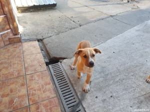 Vând căței amstaff