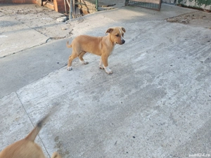 Vând căței amstaff - imagine 4 Vând căței amstaff - imagine 4