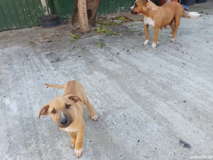 Vând căței amstaff - imagine 3 Vând căței amstaff - imagine 3