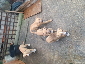 Vând căței amstaff - imagine 5 Vând căței amstaff - imagine 5