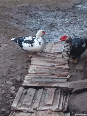 vând rațe mute - imagine 2