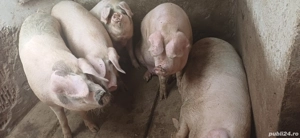 vand porci pentru sacrificat