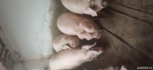 vand porci pentru sacrificat - imagine 3