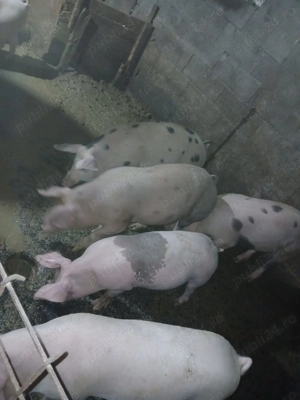 Se dau porci!!! - imagine 2