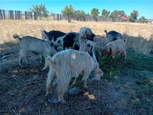 Capre disponibile caută altă casă  - imagine 2 Capre disponibile caută altă casă  - imagine 2