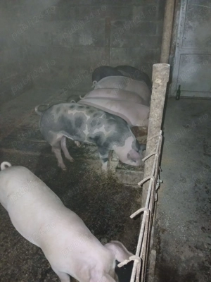 Se dau porci!!! - imagine 4