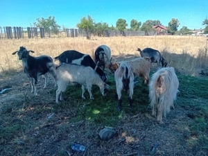 Capre disponibile caută altă casă  - imagine 3 Capre disponibile caută altă casă  - imagine 3