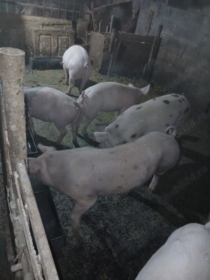 Se dau porci!!! - imagine 3