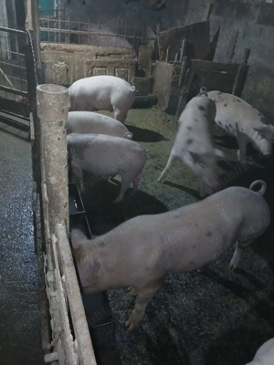 Se dau porci!!! - imagine 5