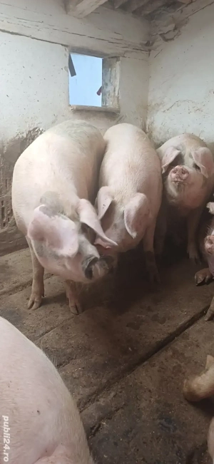 vand porci - imagine 2