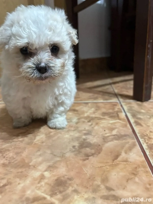 vand catei  - imagine 3