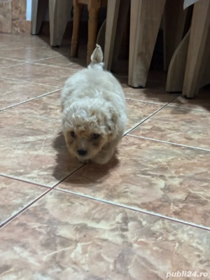 vand catei  - imagine 4