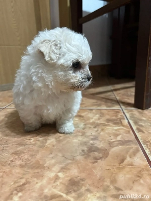 vand catei  - imagine 2