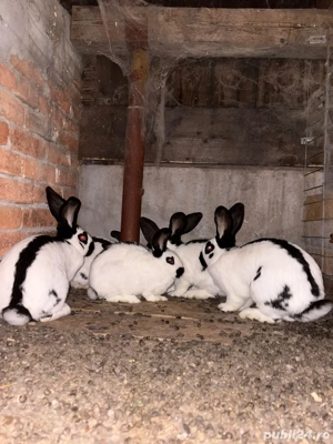 vand Iepuri Fluture German  - imagine 2