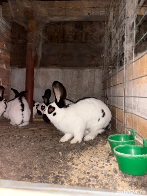 vand Iepuri Fluture German  - imagine 3