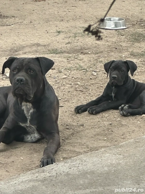 Cane Corso PUI Femelă Neagră 