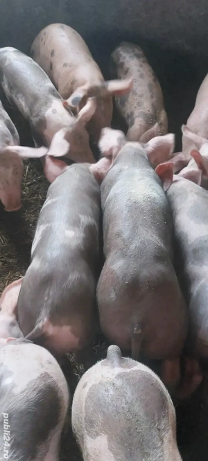 purcei 15 kg..28-32kg