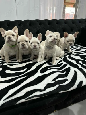 Pui bulldog francez, buldog francez platinum, cream, alb pedigree - imagine 3