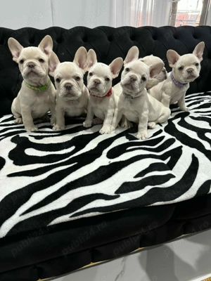 Pui bulldog francez, buldog francez platinum, cream, alb pedigree