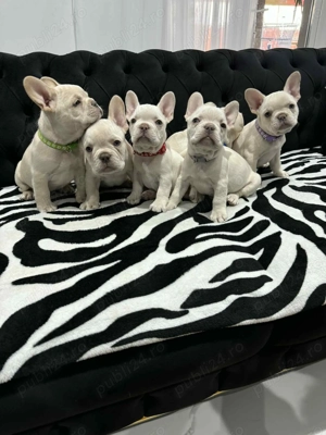 Pui bulldog francez, buldog francez platinum, cream, alb pedigree - imagine 2