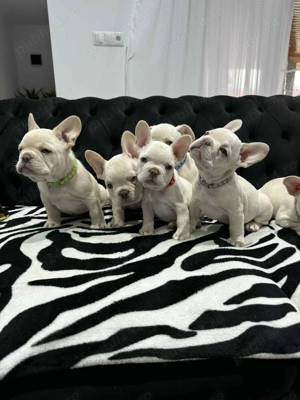 Pui bulldog francez, buldog francez platinum, cream, alb pedigree - imagine 4