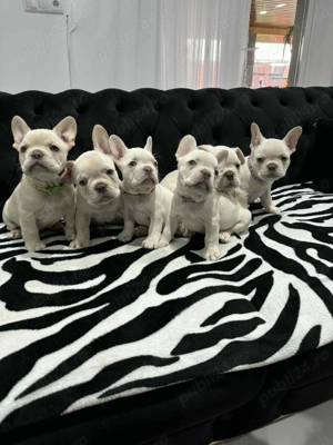 Pui bulldog francez, buldog francez platinum, cream, alb pedigree - imagine 5