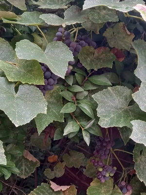 De vânzare casă bătrânească cu teren generos în Poiana Golului   Reșița - imagine 5