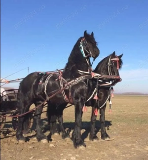 Caut Om la grajd la cai