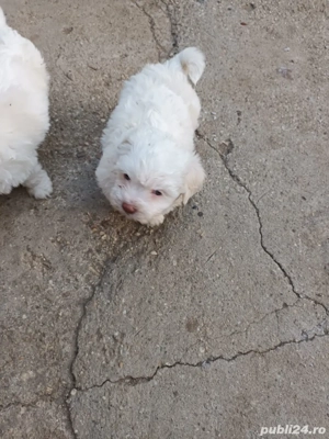 Bichon Maltez