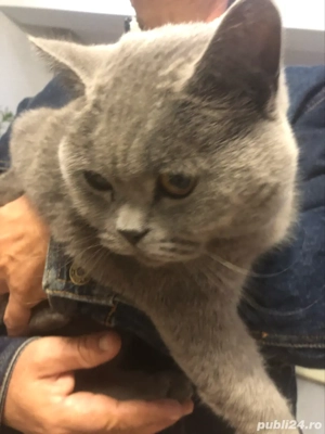 pisica british - imagine 2 pisica british - imagine 2