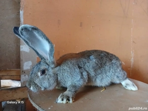 Uriaș German masculi 