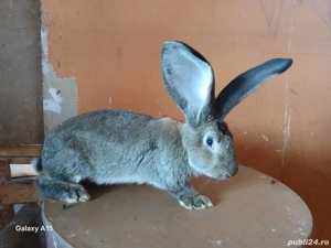 Uriaș German masculi  - imagine 2