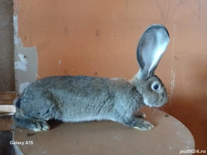 Uriaș German masculi  - imagine 3